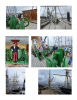 Viermastbark PEKING 21.09.2025 Viermastbark PEKING 21.09.2025